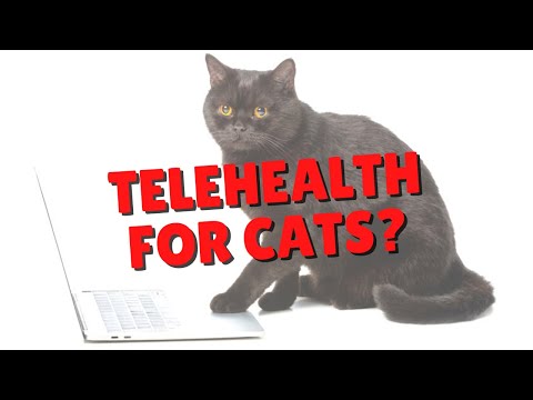 If You Can’t Get A Vet Appointment, There Is Hope! | Two Crazy Cat Ladies