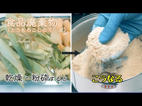 【野菜残渣処理や成分分析など】食品廃棄物（とうもろこしの芯と皮）を乾燥・粉砕してパウダーに加工しました