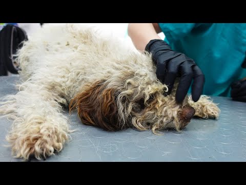 ABANDONED AND NEGLECTED LAGOTTO PUPPY *Shaved and rescued*