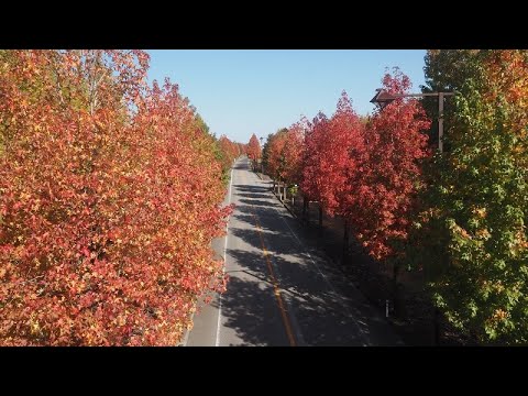 20231101 紅葉　富山県運動公園