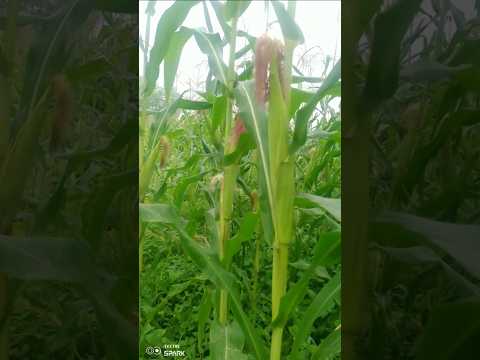 Sachi kaho hamse 🌽🌽#farming #oldsong #bollywood #hindisong #cgbest #shortvideo #love #popularcgsong