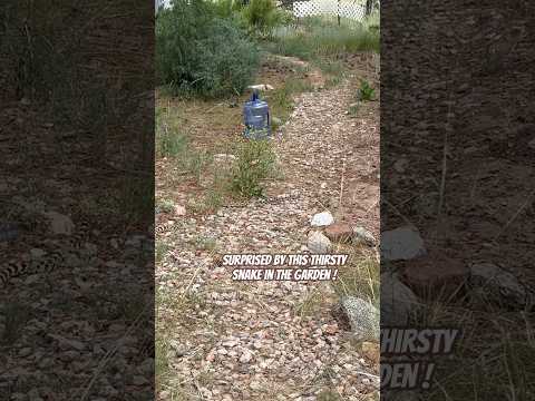 Today on the Homestead: Bull Snake Surprises Us While Drinking from Garden | Wild Encounter #shorts