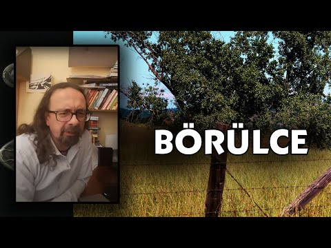 Börülce - Yemek Kültürü - Kutsi Akıllı