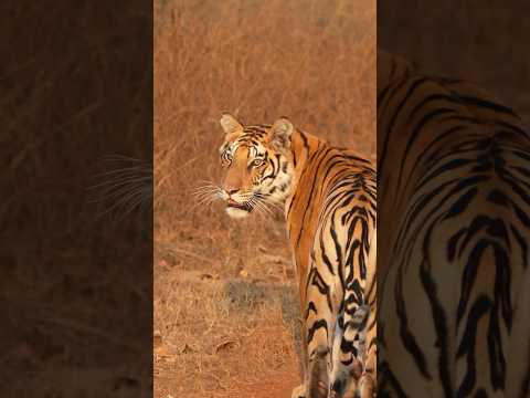 Panna tiger reserve | P-141 sub adult cub  #wildlifephotography #sonyalpha