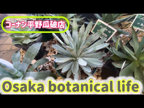 🍃Osaka botanical life🍃コーナン平野瓜破店に行ってきました💛