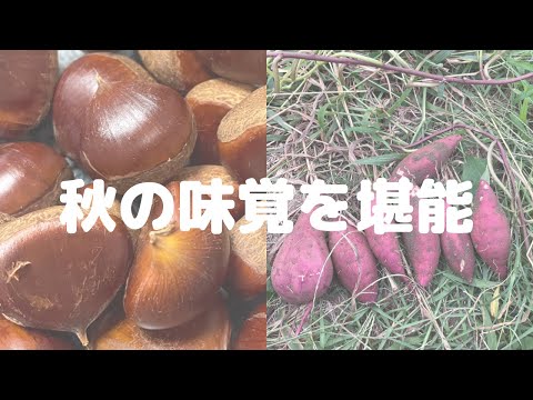 畑で採れたさつまいもや頂いた栗で秋の味覚を堪能！