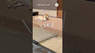 番犬こたくんのお仕事ぶりを隠し撮りしてみた｜PECO #柴犬 #赤柴 #茶柴 #柴犬のいる暮らし #柴犬大好き #shiba #shibainu #shibainulife #shibainulove