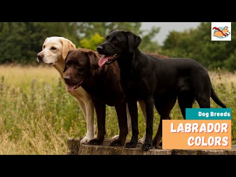 Labrador Colors: Your Complete Guide to All 6 Popular Labrador Colors!