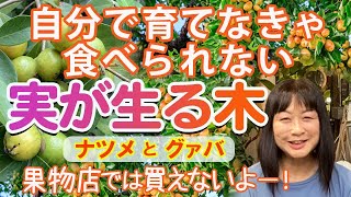 2023/9/17  果物店では買えなくて、自分で育てなきゃ食べられない「ナツメ」と「グァバ」。育て方が簡単でいっぱい実が生るし、そのまま食べても、お茶にして飲んでも美味しい！たぶん･･･