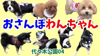 【おさんぽわんちゃん】代々木公園のおさんぽわんちゃん。代々木公園わんわんカーニバル開催日での代々木公園でのおさんぽわんちゃん。代々木公園わんちゃん04