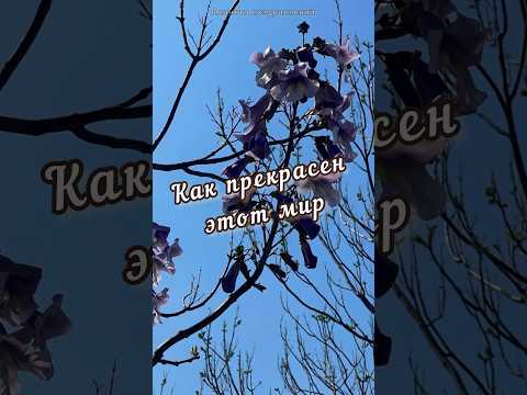 Как прекрасен этот мир, доброе утро