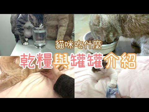 乾糧不適合當主食?罐罐有分主食罐副食罐?我該選哪個?｜貓與香菜 貓咪吃什麼