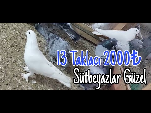 13 Taklacı 2000puan.