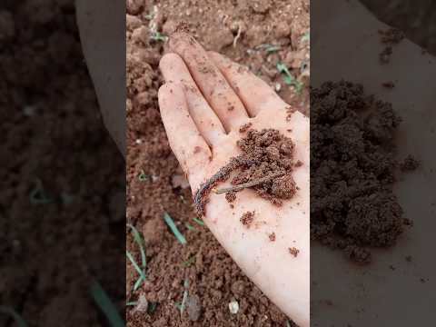 ఇప్పుడు పొలంలో వానపాములు తగ్గాయి కదా #shorts #earthworm #forming #gardening #minivlog  #Bmmultitasks