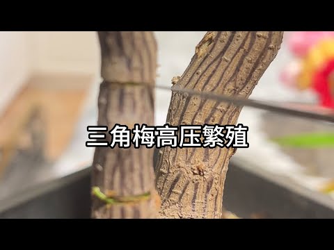 三角梅高压繁殖全过程｜The whole process of high pressure propagation of bougainvillea