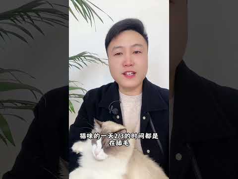 你出门，猫咪在家，会觉得无聊吗？ 养猫经验分享 科学养宠攻略 养猫人 新手养猫 好懂事的猫猫