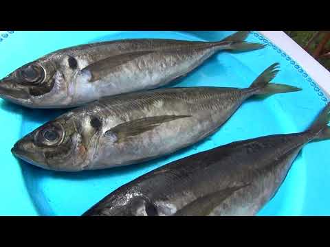 E2【Ma-aji】 TSUKIJI FISH MARKET Inc by 市場系youtuber疋田Takuya ～本気の目利きシリーズ7 Japanese Horse mackerel～