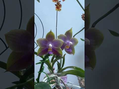 Phal. Mituo Blue Frog 彌陀藍蛙￼ AMM17(實生)