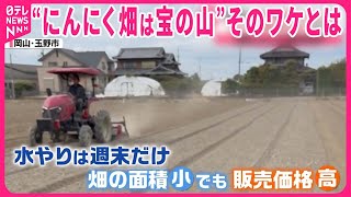 【“にんにく畑は宝の山”】日本各地で農家増  中国産は値上がりも