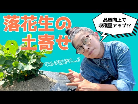 【落花生の土寄せ】マルチを剥がすと収量アップするのか？ 簡単 有機で落花生栽培　【農家の家庭菜園】