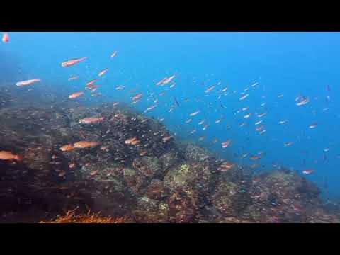 【ダイビング】イシモチの群れ🐟岩ビーチ