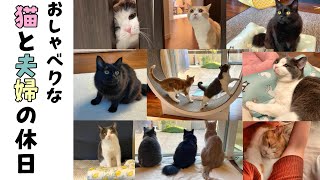 おしゃべりな猫と夫婦の休日はこんな感じ【猫に甘えられたい】526話