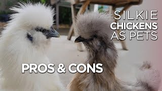 All About Silkies as Pets | Pros & Cons