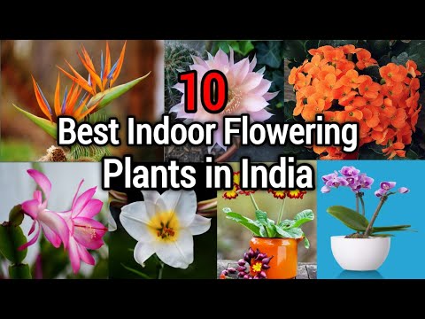 10 best indoor flowering plants in india | endless flowering plants | permanent flowering houseplant