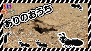 蟻（あり）を観察｜Observe ants｜子供向け知育動画