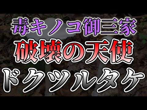 ゆっくり毒物vol.36 ドクツルタケ【ゆっくり解説】