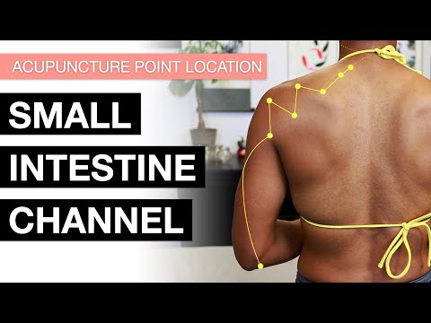 Acupuncture Point Location: The Small Intestine Channel (SI Meridian Acupuncture Points)