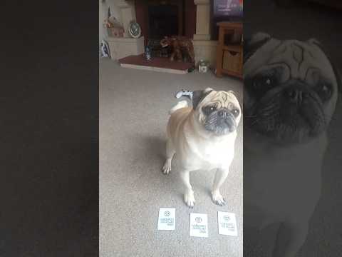 funny food motivated dog plays card game, silly answers adorable #petlover #subscribe #funwithpets