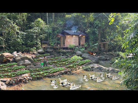 3 Year in forest, Gardening, grow vegetables, alone build life last for hundreds years in forest