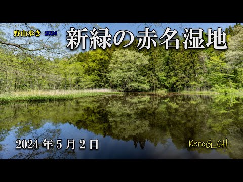 【新緑の赤名湿地】野山歩き2024