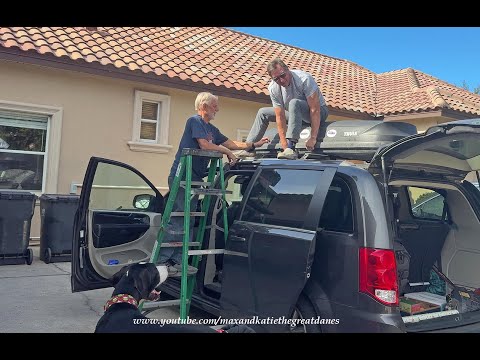 Funny Great Danes Supervise Florida Man Solution To Close An Overstuffed Roof Rack Bin