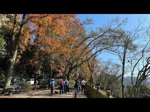 2023年最後一日／石門水庫尋梅趣／確與槭木紅相遇