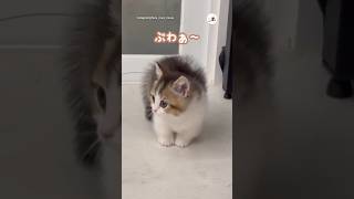 先住猫にぶわぁ〜しちゃう子猫｜PECO #マンチカン #子猫 #子猫のいる生活 #アメリカンショートヘア #munchkin #kitten #americanshorthair