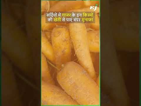 सर्दियों में गाजर के इन किस्मों की खेती से पाएं बंपर मुनाफा | Carrot Farming | Carrot Varieties