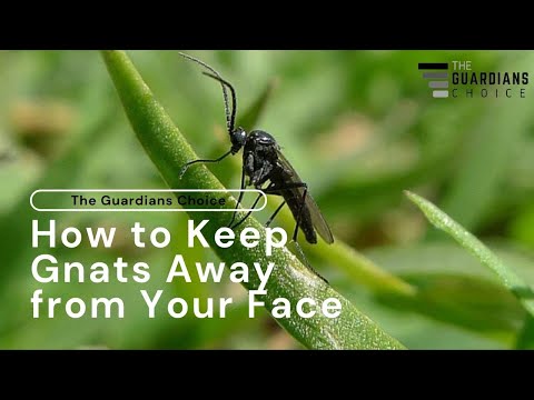 How to Keep Gnats Away from Your Face | The Guardians Choice