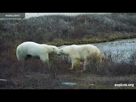 Tundra Buggy Lodge South - Polar Bears International | Highlights 2024