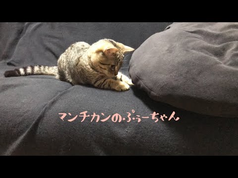 【ヒモと遊ぶ猫】手が大きい