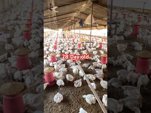 28 Day old  chicks #poultry #animalhusbandry #trendingvideo #chicken #farming #poultryfood