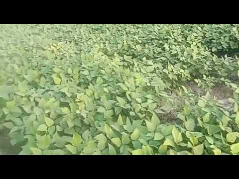 village farm visiting tour promo #village #plants