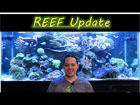 Reef Update 4-01-19