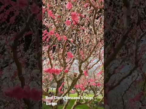 Best cherry blossoms & tulips garden near Floriade Canberra #floriade #canberra #spring #australia