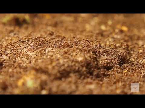 Ant Facts From Tiny Titans to Masters of Teamwork