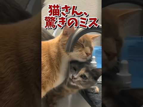 ネッコの動画で笑ったら寝ろｗｗｗ　#2ch #2ch動物スレ #2ch面白いスレ #動物 #犬 #猫 #癒やし #ねこ #2chほのぼの #ネコ