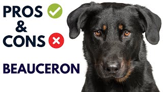 Beauceron Dog Pros and Cons | Beauceron Advantages and Disadvantages#AnimalPlatoon