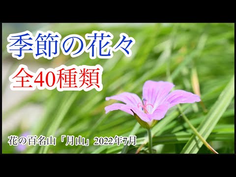 【山野草】夏　この花なぁに　全40種類　月山に咲いてた7月山野草・高山植物