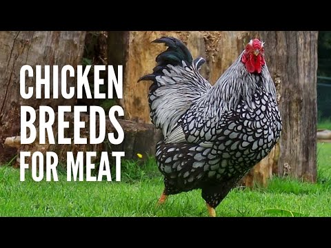 These Are The 20 Best Chicken Breeds for Meat